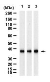 Anti-ASPA Antibody, clone 1F21 ZooMAb® Rabbit Monoclonal recombinant, expressed in HEK 293 cells
