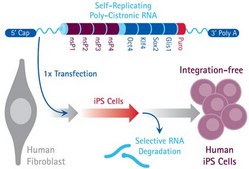 Simplicon® RNA Reprogramming Kit (OKSG)