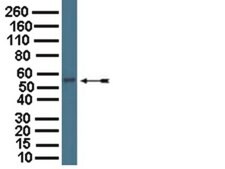 Anti-Vesicular GABA Transporter Antibody serum, from rabbit