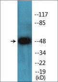 Anti-phospho-SGK (pSer78) antibody produced in rabbit affinity isolated antibody