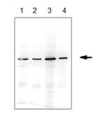 Anti-ERp57 Antibody serum, from rabbit