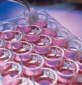 Millicell® Standing细胞培养池 pore size 0.4 μm, diam. 30 mm, transparent PTFE membrane, hydrophilic, H 13 mm, sterile