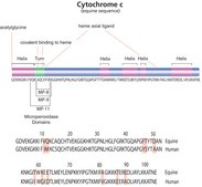 细胞色素 C 来源于马心脏 ≥95% based on Mol. Wt. 12,384 basis