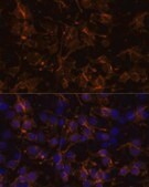 Anti-NCAM1/CD56 antibody produced in rabbit