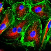 抗-α-微管蛋白抗体，酪氨酸化，克隆YL1/2 clone YL 1/2, from rat