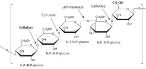 Driselase™ Basidiomycetes sp. BioReagent, suitable for plant cell culture