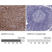 Anti-ALDH1L1 antibody produced in rabbit Prestige Antibodies® Powered by Atlas Antibodies, affinity isolated antibody