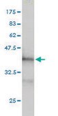 Monoclonal Anti-PDCD6IP antibody produced in mouse clone 3C4, purified immunoglobulin, buffered aqueous solution