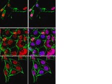 Anti-HuR Antibody from rabbit, purified by affinity chromatography