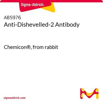 Anti-Dishevelled-2 Antibody Chemicon®, from rabbit