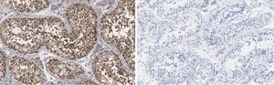 Anti-PER2 Antibody, clone 1G17 ZooMAb® Rabbit Monoclonal recombinant, expressed in HEK 293 cells