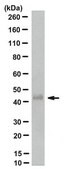 Anti-Podoplanin Antibody, clone PMab-1 clone PMab-1, from rat