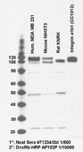 Anti-Integrin beta1 Antibody, Cytosolic serum, Chemicon®