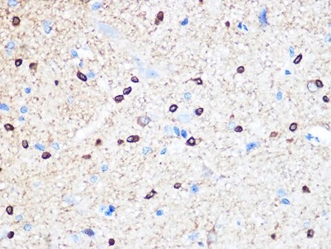 Anti-Stathmin 1 antibody produced in rabbit
