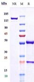 Anti-IL-12b Reference Antibody