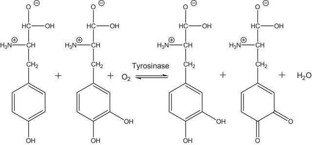 酪氨酸酶 来源于蘑菇 lyophilized powder, &#8805;1000&#160;unit/mg solid