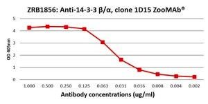 Anti-14-3-3 β/α Antibody, clone 1D15 ZooMAb® Rabbit Monoclonal recombinant, expressed in HEK 293 cells