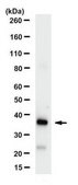 Anti-RANKL Antibody, clone 6A12.1 clone 6A12.1, from mouse