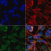 Monoclonal Anti-Vglut1 - Atto 594 antibody produced in mouse clone S28-9, purified immunoglobulin