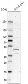 Anti-TARDBP antibody produced in rabbit affinity isolated antibody, buffered aqueous glycerol solution