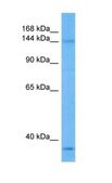Anti-LATS1 antibody produced in rabbit affinity isolated antibody
