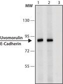 Monoclonal Anti-Uvomorulin/E-Cadherin antibody produced in rat clone DECMA-1, purified from hybridoma cell culture