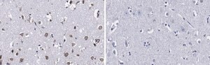Anti-Ago2 Antibody, clone 2H10 ZooMAb® Rabbit Monoclonal recombinant, expressed in HEK 293 cells