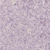 Anti-MAP1A antibody produced in rabbit Prestige Antibodies® Powered by Atlas Antibodies, affinity isolated antibody, buffered aqueous glycerol solution