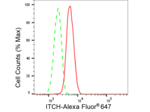 Anti ITCH Antibody, clone 23GB6255, Rabbit Monoclonal clone 23GB6255, recombinant rabbit monoclonal, expressed in HEK293 cells