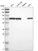 Anti-Pdpk1 Antibody Produced In Rabbit Prestige Antibodies® Powered by Atlas Antibodies, affinity isolated antibody, buffered aqueous glycerol solution