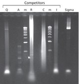 JumpStart™ Taq DNA聚合酶 with MgCl2