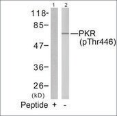 Anti-phospho-EIF2AK2 (pThr446) antibody produced in rabbit affinity isolated antibody