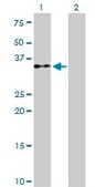 Monoclonal Anti-EIF2S1 antibody produced in mouse clone 3H12-C11, purified immunoglobulin, buffered aqueous solution