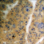 Anti-phospho-TGF β Receptor II (pSer225/250) antibody produced in rabbit affinity isolated antibody