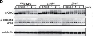 Anti-Chk2 Antibody, clone 7 clone 7, Upstate®, from mouse