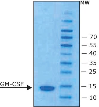 粒细胞巨噬细胞集落刺激因子 来源于小鼠 GM-CSF, from mouse, recombinant, expressed in E. coli, lyophilized powder, suitable for cell culture