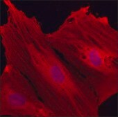 Anti-Parvalbumin antibody, Mouse monoclonal clone PARV-19, purified from hybridoma cell culture