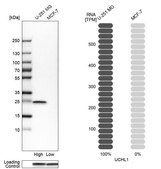 Anti-UCHL1 antibody produced in rabbit Prestige Antibodies® Powered by Atlas Antibodies, affinity isolated antibody, buffered aqueous glycerol solution