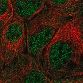 Anti-PRMT2 antibody produced in rabbit Prestige Antibodies® Powered by Atlas Antibodies, affinity isolated antibody, buffered aqueous glycerol solution