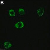 Anti-c-Kit/CD117 Antibody, clone 1L19 ZooMAb® Rabbit Monoclonal recombinant, expressed in HEK 293 cells