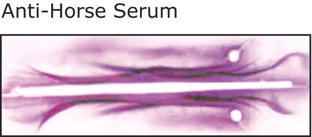 Anti-Horse Serum antibody produced in rabbit whole antiserum