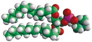 14:0 PC (DMPC) 1,2-dimyristoyl-sn-glycero-3-phosphocholine, powder