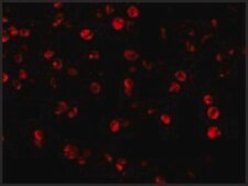 Anti-Beclin-1 (ab1) antibody produced in rabbit affinity isolated antibody, buffered aqueous solution