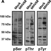 Anti-Phosphoserine Antibody Chemicon®, from rabbit