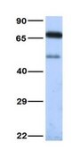 Anti-NTSR1, (N-terminal) antibody produced in rabbit affinity isolated antibody