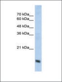 Anti-COX4I1 antibody produced in rabbit IgG fraction of antiserum