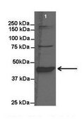 Anti-BHMT (AB1) antibody produced in rabbit IgG fraction of antiserum