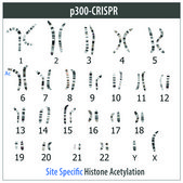 Sigma CRISPR dCas9-p300 Activator Expression Plasmid