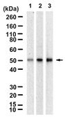 Anti-Homer 1 Antibody, clone 1F5 ZooMAb® Rabbit Monoclonal recombinant, expressed in HEK 293 cells