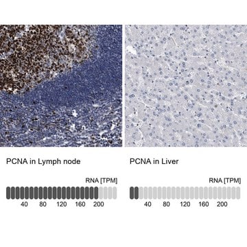 Anti-PCNA antibody produced in rabbit Prestige Antibodies® Powered by Atlas Antibodies, affinity isolated antibody, buffered aqueous glycerol solution, ab1